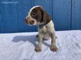 German Wirehaired Pointer Puppy for sale in Henagar, AL, USA