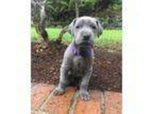Great Dane Puppy for sale in Maple Valley, WA, USA