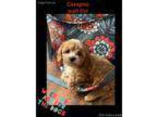Cavapoo Puppy for sale in Mount Carmel, IL, USA