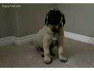 Mastiff Puppy for sale in Winchester, CA, USA