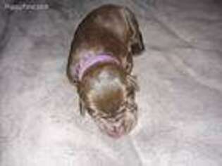 Labrador Retriever Puppy for sale in Collins, MO, USA