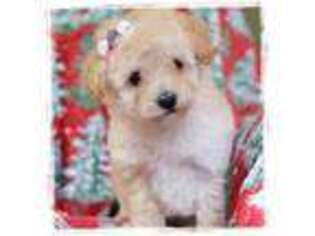 Mutt Puppy for sale in Lake Oswego, OR, USA