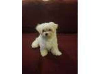 Maltese Puppy for sale in Macomb, MI, USA