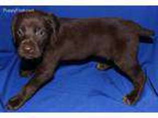 German Shorthaired Pointer Puppy for sale in Palmdale, CA, USA