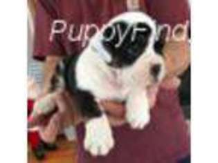 Olde English Bulldogge Puppy for sale in Muskegon, MI, USA