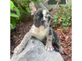 French Bulldog Puppy for sale in Pryor, OK, USA