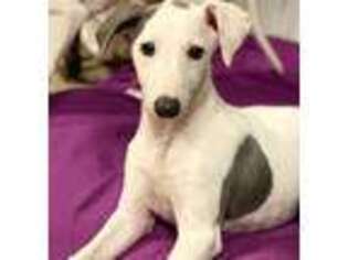 Whippet Puppy for sale in Boiling Springs, SC, USA
