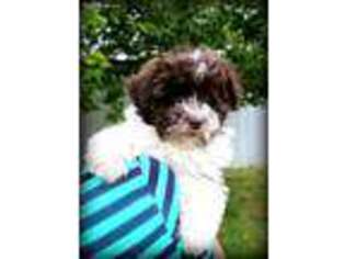 Havanese Puppy for sale in Brownsville, OR, USA