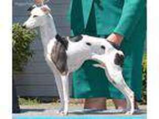 Italian Greyhound Puppy for sale in Portland, OR, USA