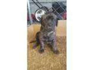 Bullmastiff Puppy for sale in Augusta, GA, USA