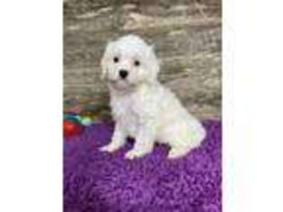 Cavachon Puppy for sale in Bokchito, OK, USA