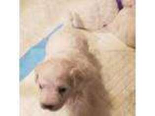 Bichon Frise Puppy for sale in Richmond, VA, USA