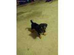 Rottweiler Puppy for sale in Stone Mountain, GA, USA