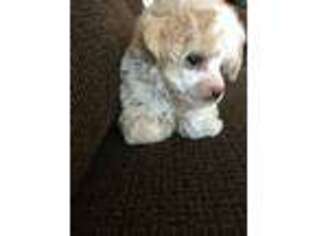 Mutt Puppy for sale in Mineral Wells, TX, USA