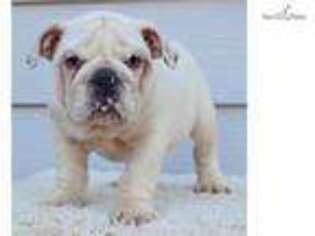 Bulldog Puppy for sale in Fort Worth, TX, USA