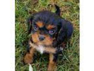 Cavalier King Charles Spaniel Puppy for sale in Farmerville, LA, USA