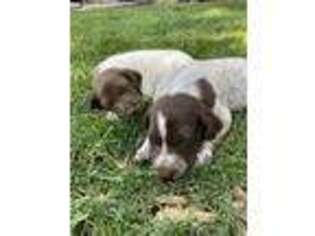 German Shorthaired Pointer Puppy for sale in Bellevue, ID, USA