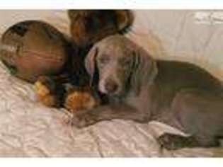 Weimaraner Puppy for sale in Jonesboro, AR, USA