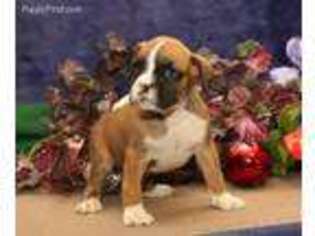 Boxer Puppy for sale in Newmanstown, PA, USA