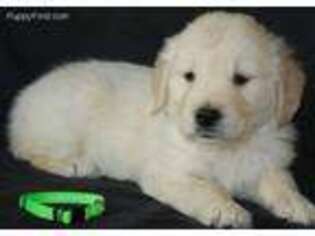 Golden Retriever Puppy for sale in Oakfield, NY, USA