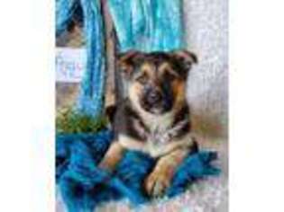German Shepherd Dog Puppy for sale in Stanley, WI, USA