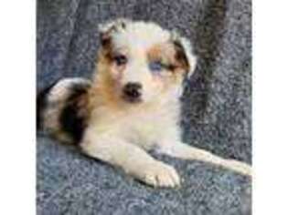 Border Collie Puppy for sale in Paige, TX, USA