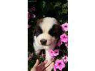 Saint Bernard Puppy for sale in Loogootee, IN, USA