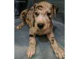 Great Dane Puppy for sale in Morrison, TN, USA
