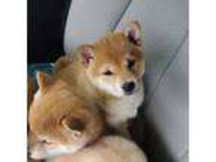 Shiba Inu Puppy for sale in Columbia City, IN, USA