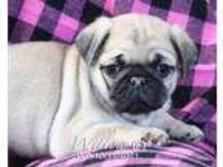 Pug Puppy for sale in Winfield, PA, USA