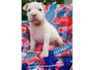 American Staffordshire Terrier Puppy for sale in Social Circle, GA, USA