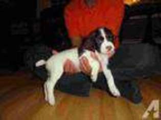 English Springer Spaniel Puppy for sale in CONTOOCOOK, NH, USA