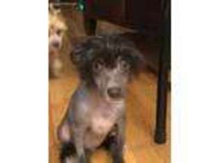 Chinese Crested Puppy for sale in Rockvale, TN, USA