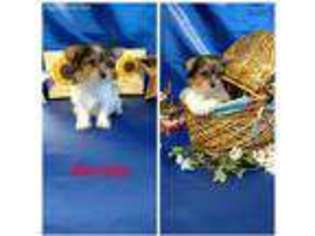 Yorkshire Terrier Puppy for sale in Wisconsin Rapids, WI, USA
