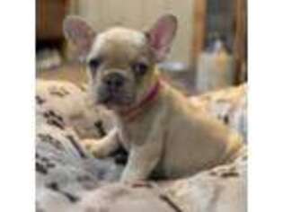 French Bulldog Puppy for sale in Lancaster, KY, USA