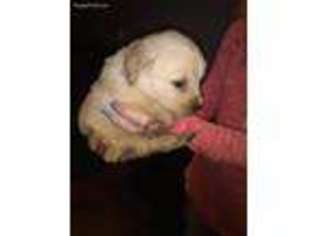 Golden Retriever Puppy for sale in Oberlin, OH, USA
