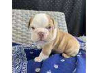 Bulldog Puppy for sale in Centralia, KS, USA