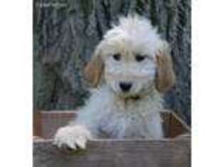 Goldendoodle Puppy for sale in Spring Mills, PA, USA
