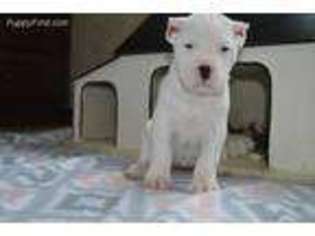 Dogo Argentino Puppy for sale in Honey Brook, PA, USA