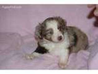 Miniature Australian Shepherd Puppy for sale in Corydon, IN, USA