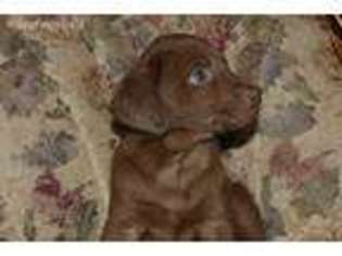 Labrador Retriever Puppy for sale in Lake Mills, IA, USA