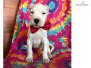 Dogo Argentino Puppy for sale in Lancaster, PA, USA