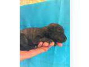 Labradoodle Puppy for sale in Greenville, MI, USA