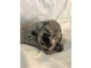 Great Dane Puppy for sale in Coram, NY, USA