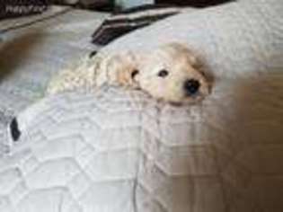 Goldendoodle Puppy for sale in Godwin, NC, USA