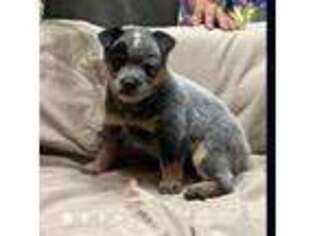 Australian Cattle Dog Puppy for sale in Milton Freewater, OR, USA