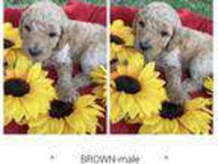 Goldendoodle Puppy for sale in Nacogdoches, TX, USA