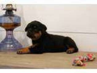 Rottweiler Puppy for sale in Tyngsboro, MA, USA