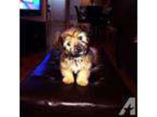 Mutt Puppy for sale in NORTH ATTLEBORO, MA, USA