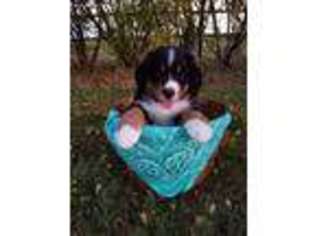 Bernese Mountain Dog Puppy for sale in Lovington, IL, USA